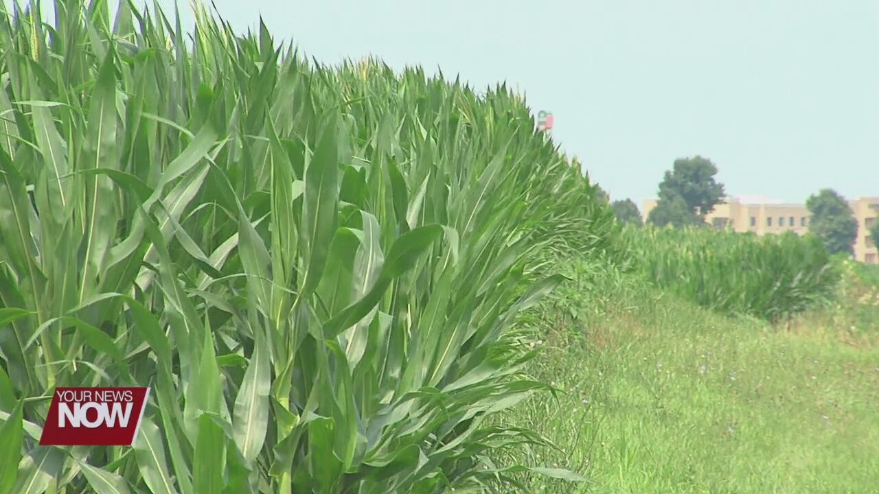 Rain last week and humidity this week is ideal for crop growth, but also pathogens